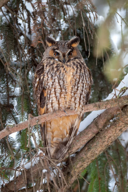 istock Eurasian eagle owl on branch 917575098