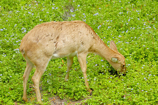 Elds deer grazing stock photo