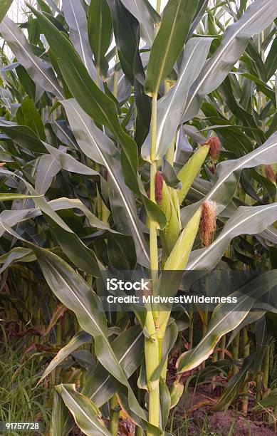 Gambo Di Mais - Fotografie stock e altre immagini di Additivi alimentari - Additivi alimentari, Agricoltura, Alchol