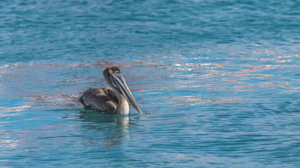 istock Brown pelican, bird swimming 917577474