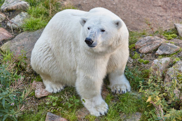 eisbären in der wildnis. tierwelt tier hintergrund - polar bear young animal isolated cub stock-fotos und bilder