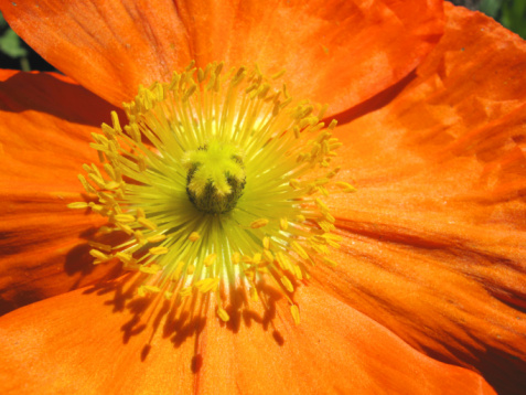 Vue rapprochée de pétales de fleurs d'Œillets d'Inde