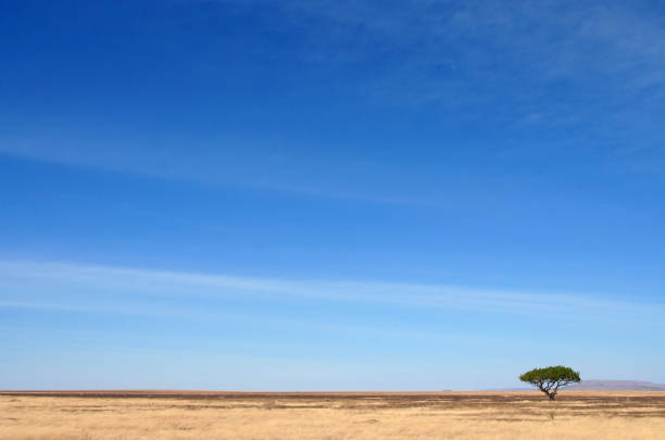 A large open field. Sky. Outdoor. Field. Plain. Open