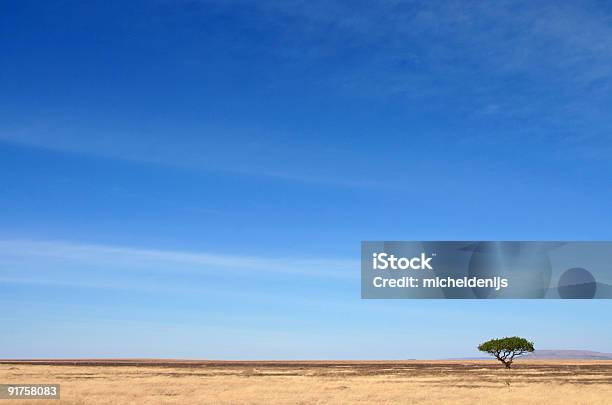 Африканский Пейзаж — стоковые фотографии и другие картинки Национальный парк Серенгети - Национальный парк Серенгети, Сухой, Акация