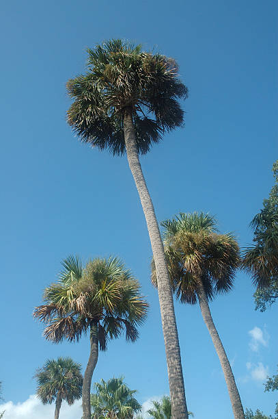 Cтоковое фото Флорида пальмовых деревьев