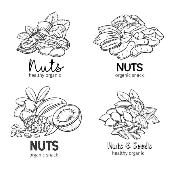 ilustraciones, imágenes clip art, dibujos animados e iconos de stock de semillas y las nuececilla dibujadas a mano - pine nut illustrations