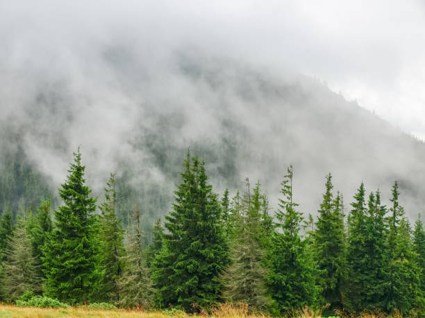 istock Mountain slope covered with forest partly in clouds 917581526