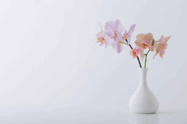 istock beautiful orchids in white vase on white table 917581812