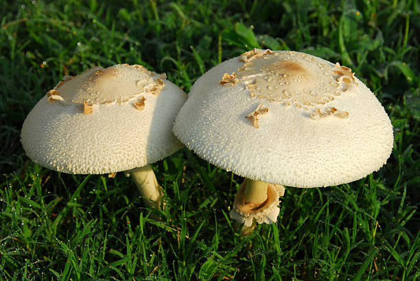 istock Morning Dew on Fungus 91758225