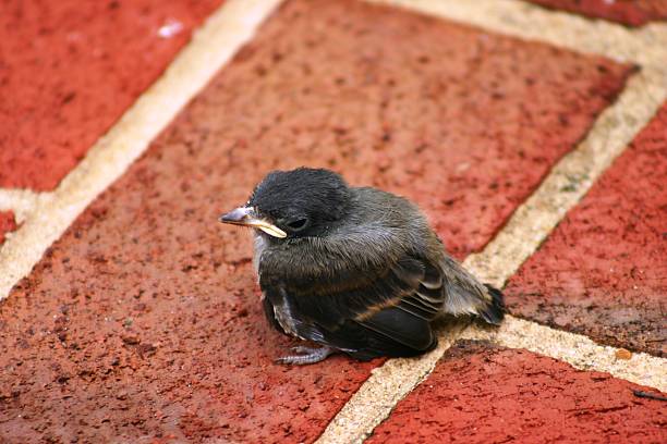 Baby Bird on Brick stock photo