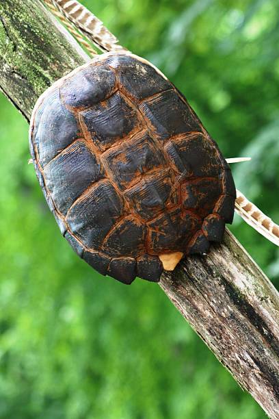 Turtle Shell Ornament stock photo