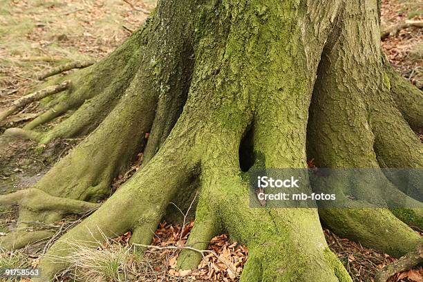 Albero E Radici - Fotografie stock e altre immagini di Albero - Albero, Albero deciduo, Ambientazione esterna