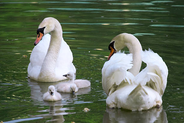 istock Swan family 91758648