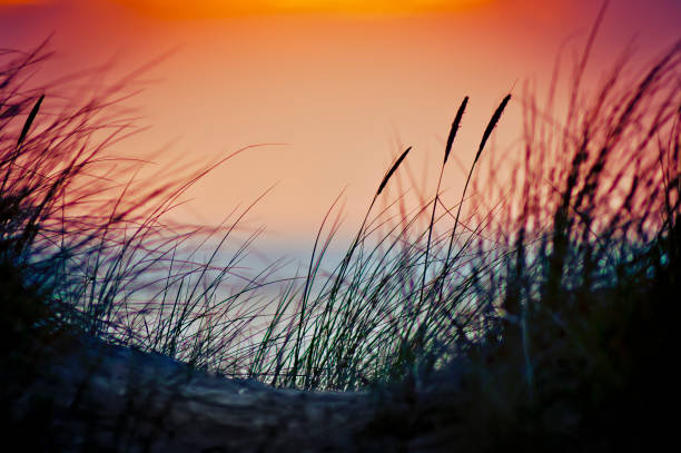 istock Sand dunes and grass during the sunset 917586530