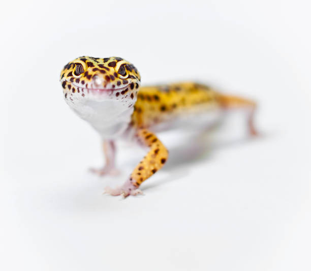 Yellow Leopard Geckos looking at camera stock photo