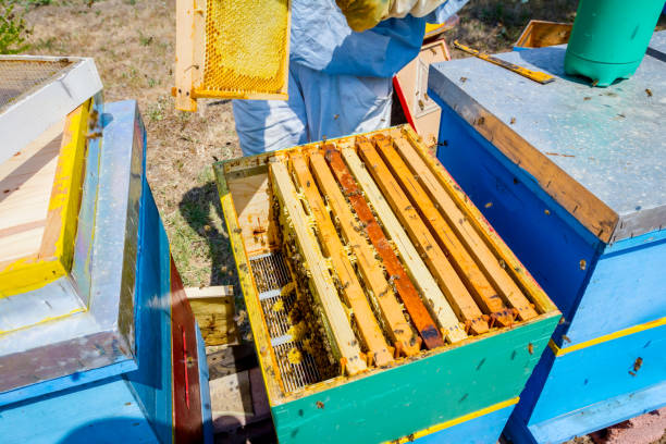 istock Apiarist, beekeeper is harvesting honey, vintage 917586892