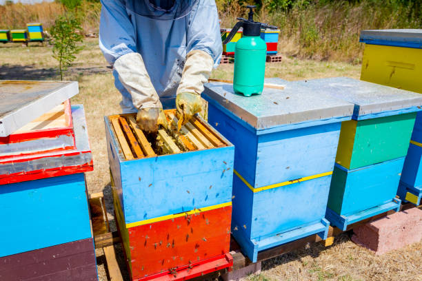 istock Apiarist, beekeeper is harvesting honey, vintage 917587126