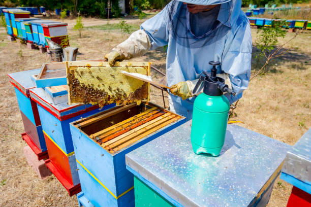 istock Beekeeper is using bristle to get rid of bees 917587190