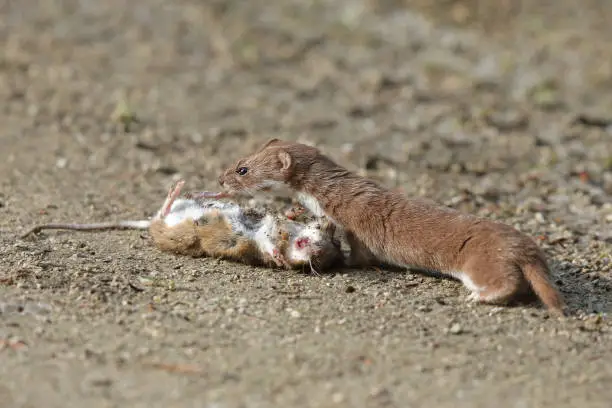 Least weasel (Mustela nivalis) with prey.