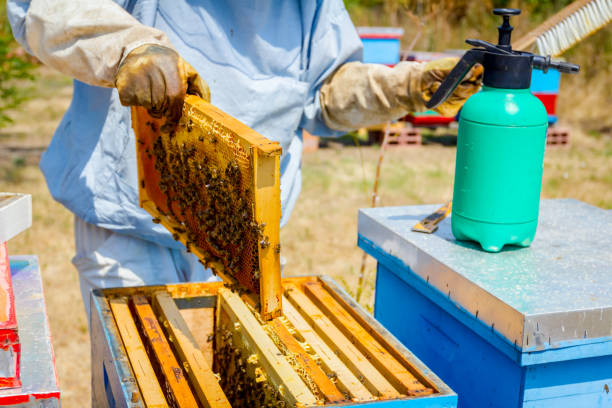 istock Beekeeper is using bristle to get rid of bees 917587592