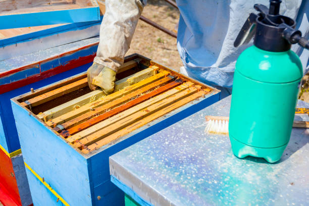 istock Apiarist, beekeeper is harvesting honey, vintage 917587704