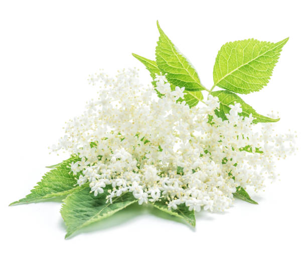 istock Elderberry flowers on the white background. 917587828