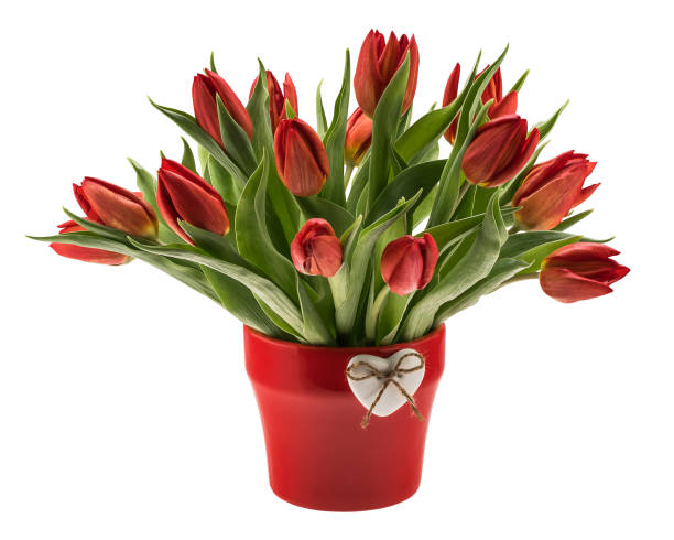 istock Red tulips in vase isolated over white 917587862