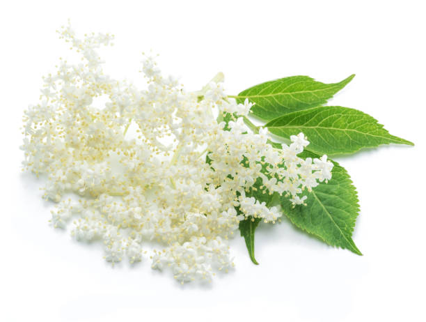 istock Elderberry flowers on the white background. 917587918