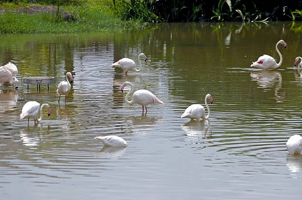 flamingos stock photo