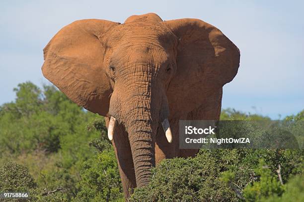 All Ears Stock Photo - Download Image Now - Africa, African Elephant, Animal