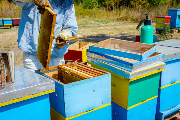 istock Beekeeper is using bristle to get rid of bees 917589076