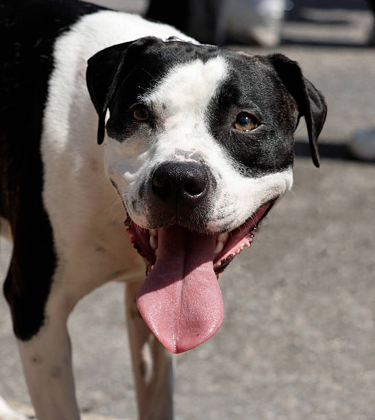 istock The Dawg with Pink Tongue 91758936