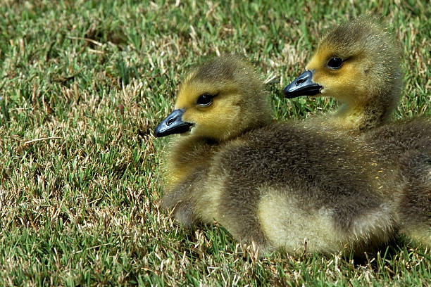 Pasqua Chicks! - foto stock