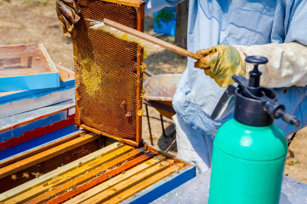 istock Beekeeper is using bristle to get rid of bees 917590192