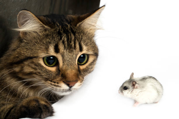 istock the cat looks at the hamster 917590814