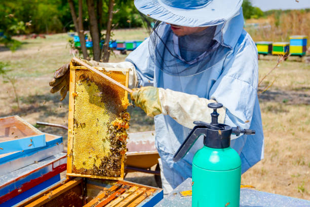 istock Beekeeper is using bristle to get rid of bees 917590896