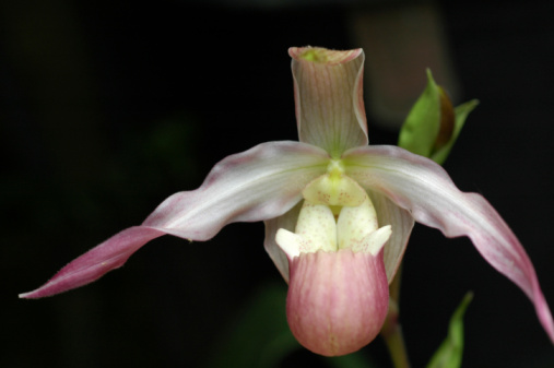 Hybrid slipper orchid 