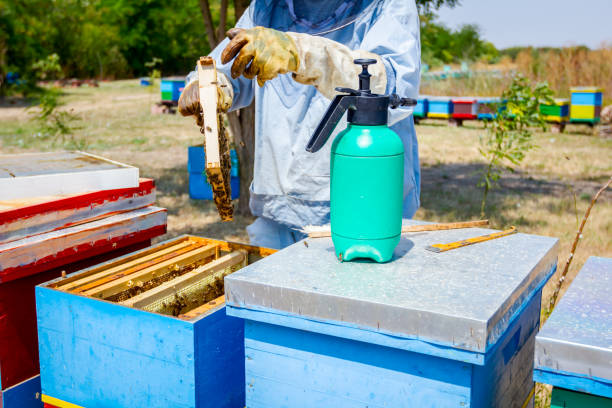 istock Apiarist, beekeeper is harvesting honey, vintage 917593934