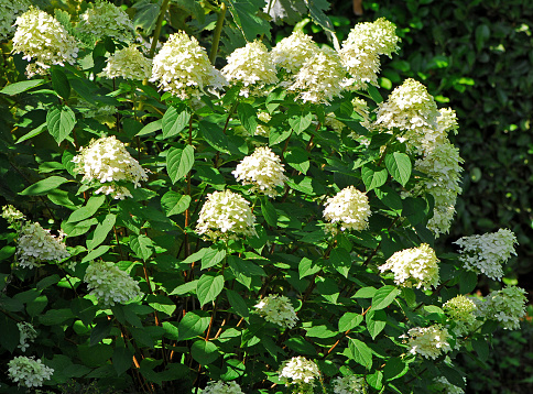 Hydrangea Paniculata \