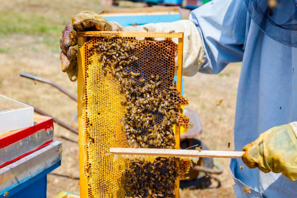 istock Beekeeper is using bristle to get rid of bees 917594046