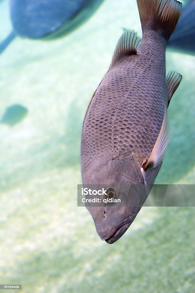 Jack Mangrove Jack in open water. (Latjanus argentimaculatus) Australia Stock Photo