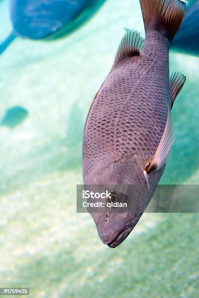 Jack Stock Photo - Download Image Now - Australia, Color Image, Coral - Cnidarian