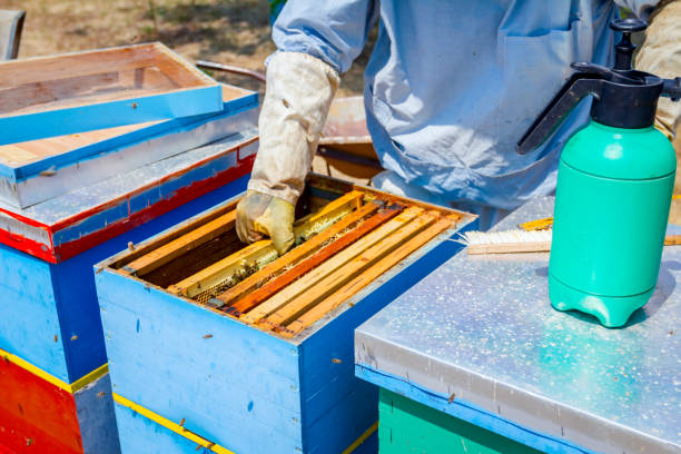 Apiarist, beekeeper is harvesting honey, vintage