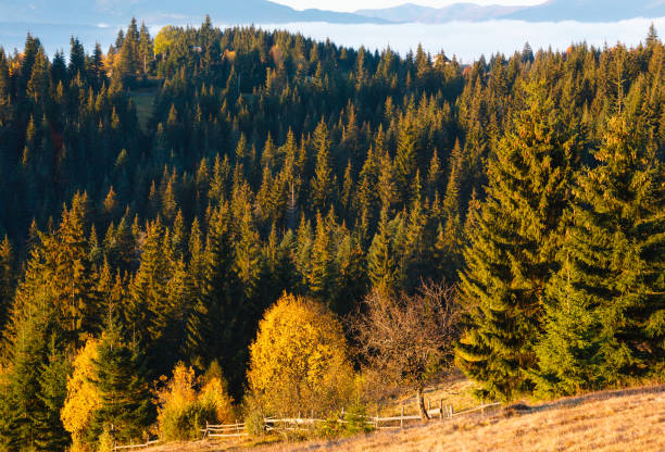 istock Autumn Carpathian village, Ukraine. 917594620