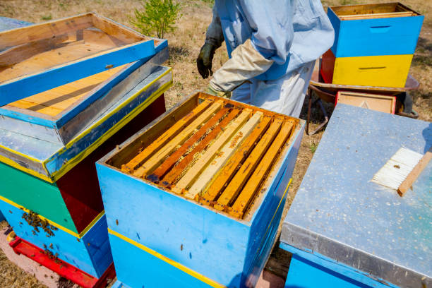 istock Apiarist, beekeeper is harvesting honey, vintage 917594976
