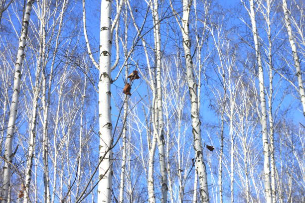 Birch trees in bright sunshine / trunks of birch trees in birch-wood