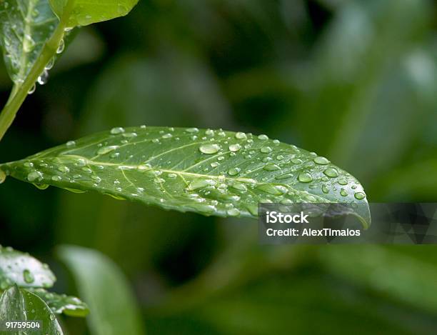 Leafes Al Mattino - Fotografie stock e altre immagini di Acqua - Acqua, Bagnato, Colore verde