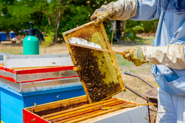 istock Beekeeper is using bristle to get rid of bees 917595168