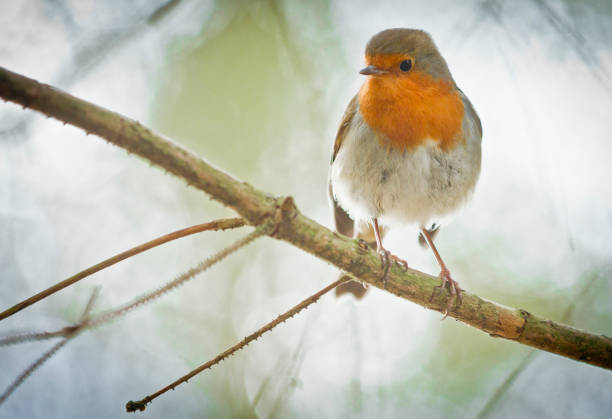 istock Robin sitting on a branch in winter 917595212