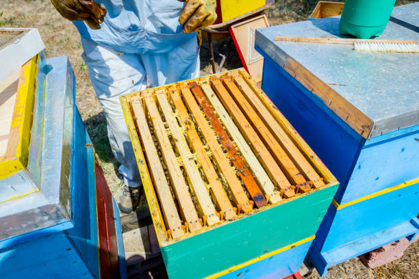 istock Apiarist, beekeeper is harvesting honey, vintage 917595278
